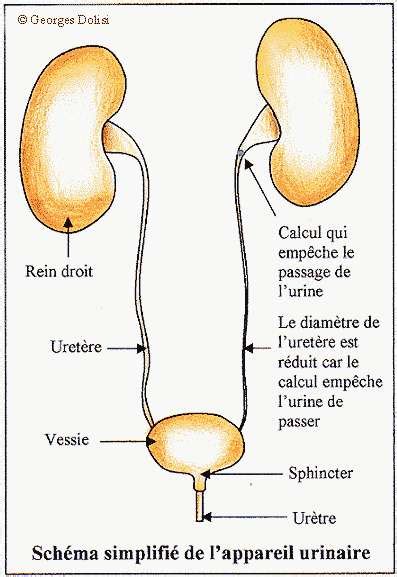 méat urétral|Méat urinaire : femme, homme, schéma, inflammation